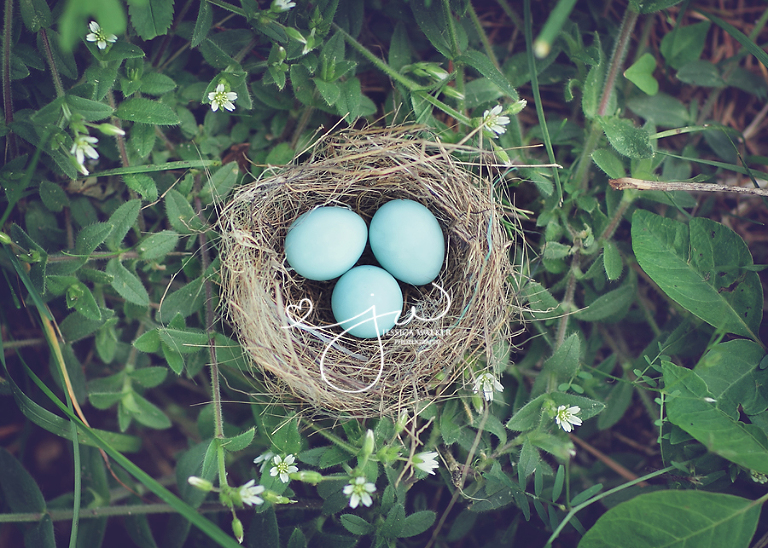 eggs2web